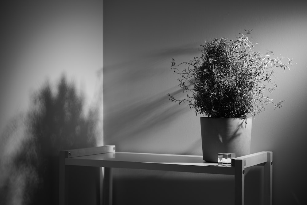 a potted plant sitting on top of a table