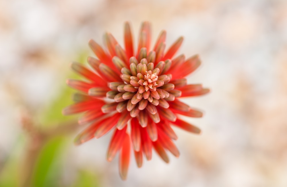 a close up of a red flower with a blurry background