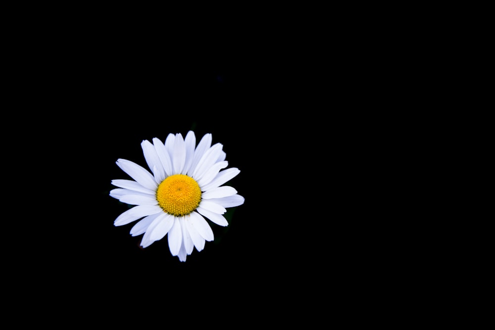 a white flower with a yellow center on a black background