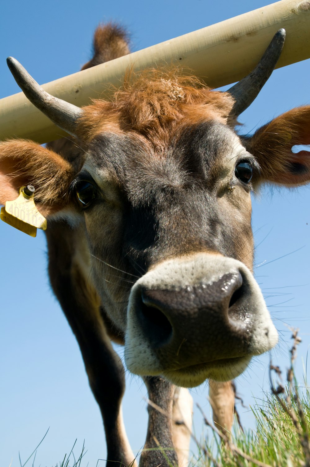 une vache brune avec des cornes debout dans un champ