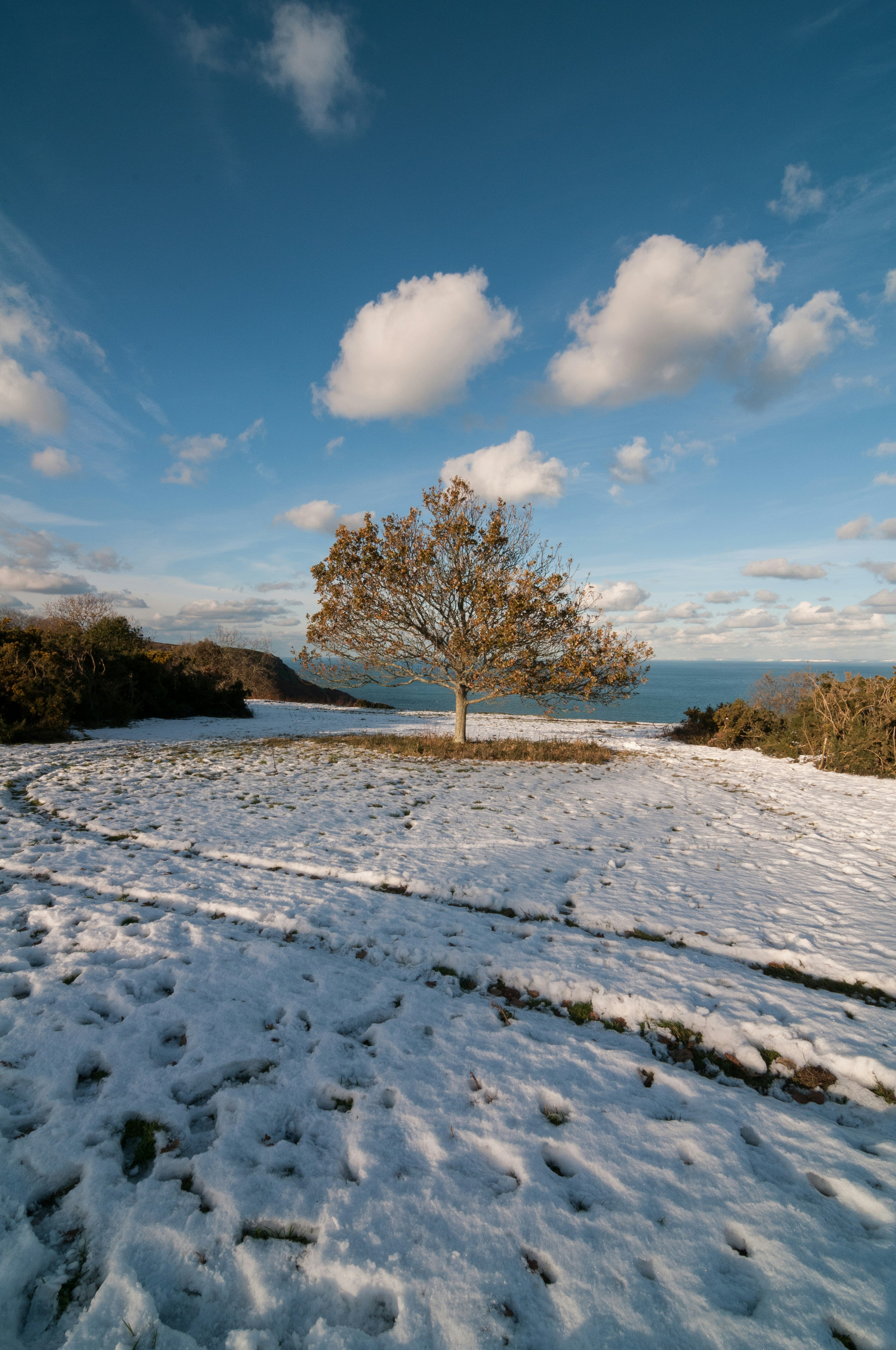 A lone tree stands in the middle of a snowy field photo – Free Tree ...