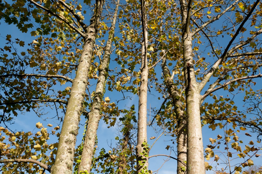 a group of tall trees with leaves on them