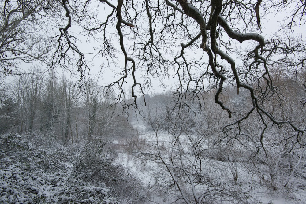 a snowy landscape with trees and bushes in the foreground
