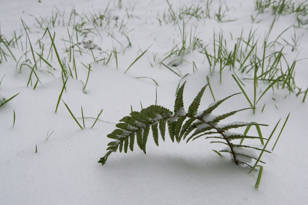 a green plant in the middle of a snow covered field