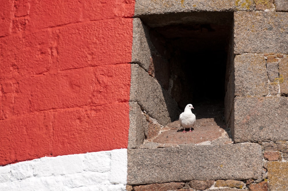 a small white bird sitting in a small window