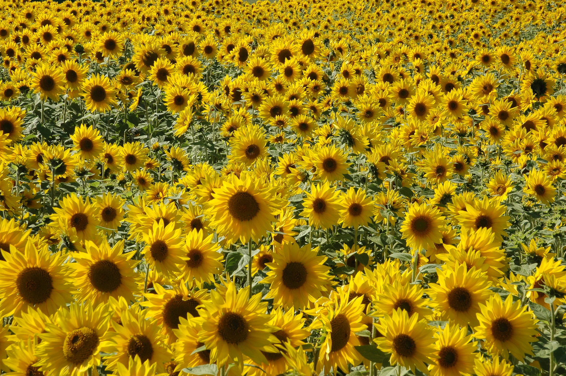 a large field of sunflowers with a sky background
