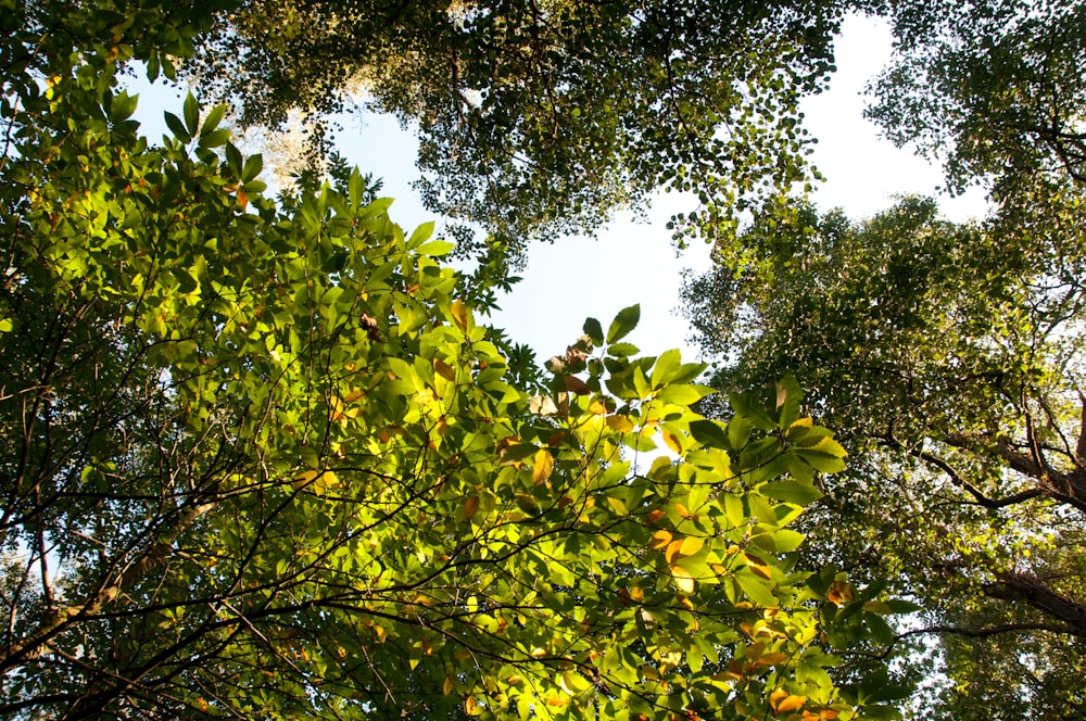 a group of trees that are next to each other