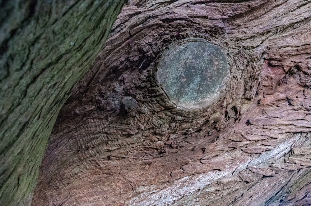 a close up of a tree trunk with a hole in it