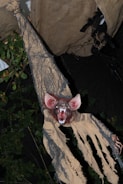 A menacing creature with large, pointed ears and sharp fangs is suspended in the air. It is draped in tattered burlap material and surrounded by dark foliage, creating a spooky atmosphere.
