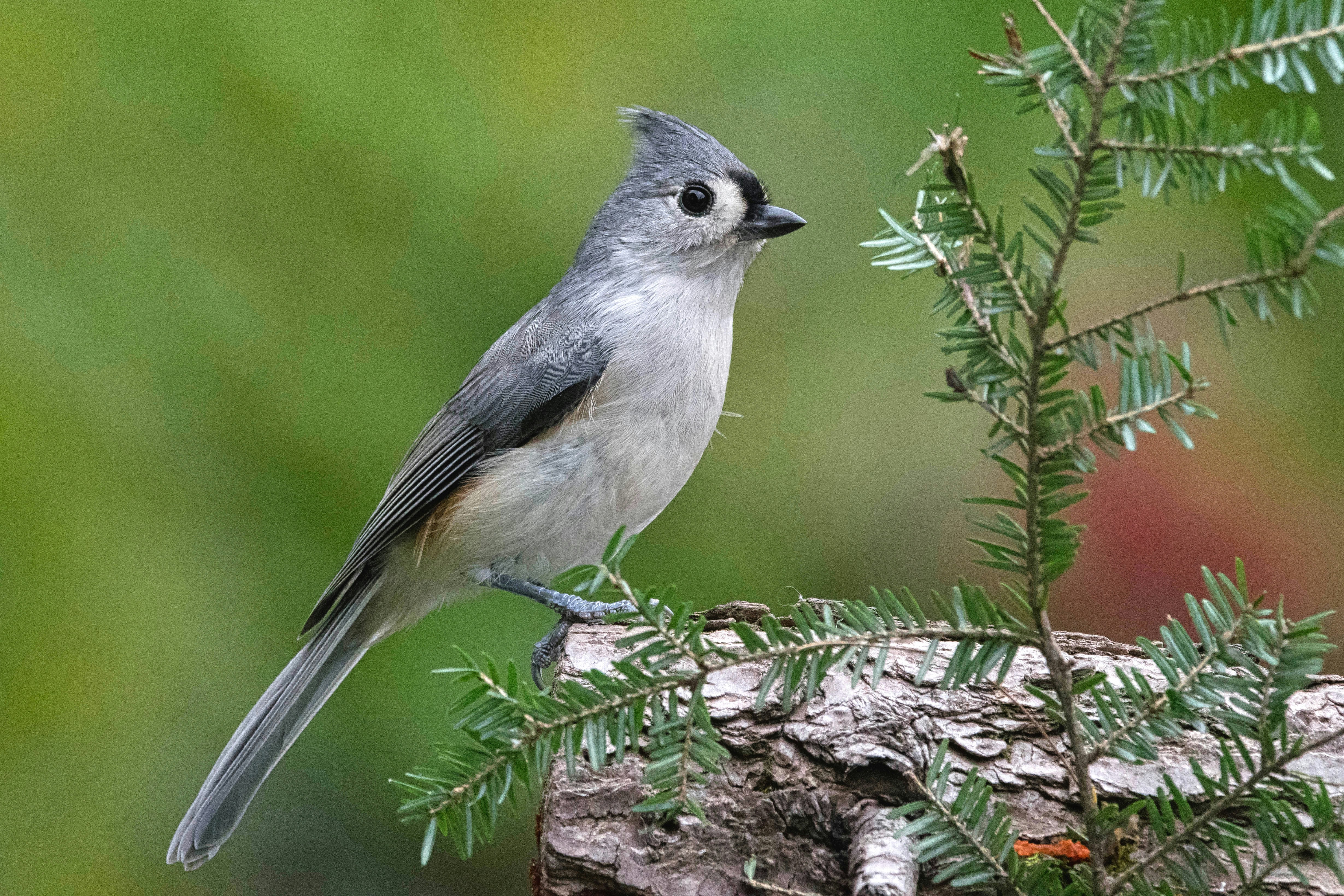 a small bird perched on top of a tree branch, Tufted Titmouse sitting on the end of a log.
