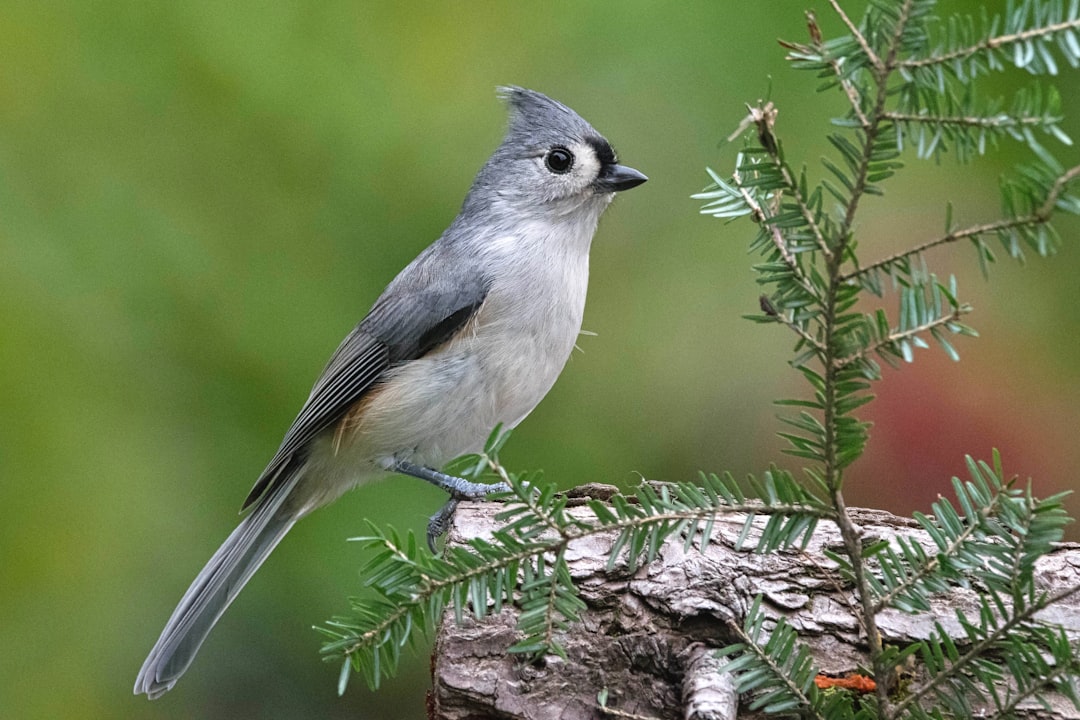 a small bird perched on top of a tree branch, Tufted Titmouse sitting on the end of a log.