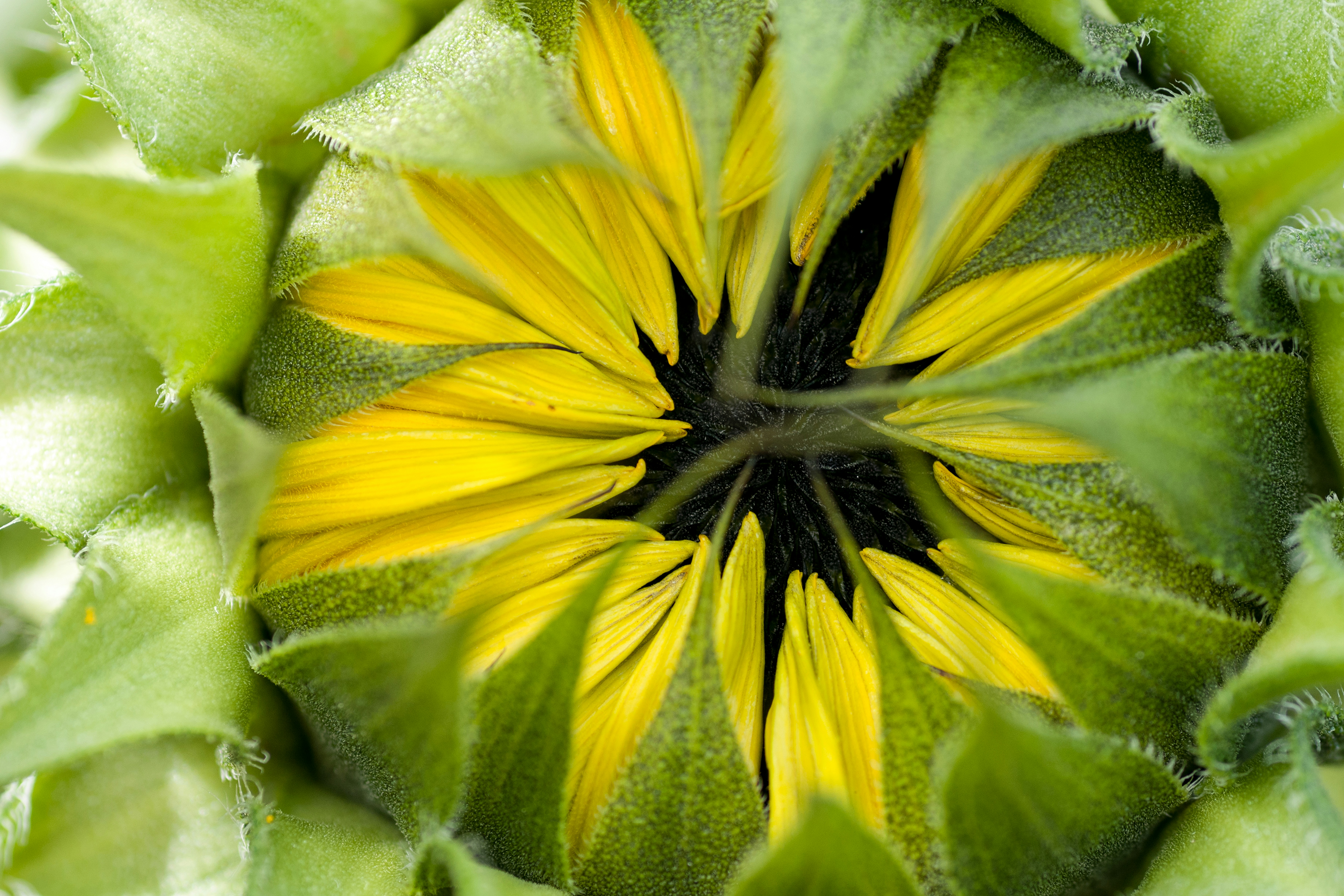 A Sunflower Grows in Britain but Not in America: The Case for — and Against — a National Invisible Disability Symbol
