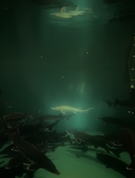 A serene underwater scene featuring a school of sturgeon-like fish swimming through dimly lit water. The light casts a gentle glow on the fish, highlighting their scales in a muted green environment.