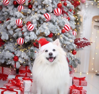 a small white dog sitting in front of a christmas tree