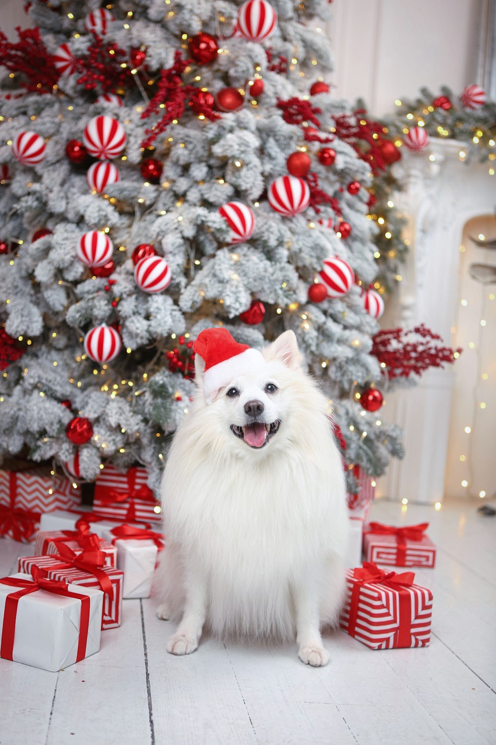 a small white dog sitting in front of a christmas tree