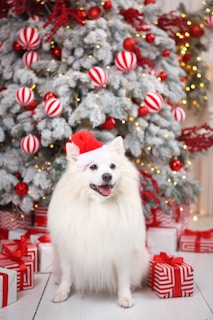 A fluffy white dog wearing a small red Santa hat sits in front of a large Christmas tree. The tree is adorned with red and white striped baubles, red berries, and twinkling lights. Surrounding the dog are neatly wrapped gifts with red ribbons.