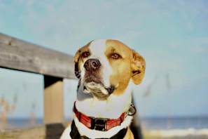 Close-up of a dog collar with bright colors and delicate stitching on a wooden table.