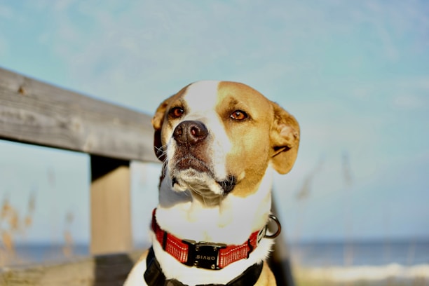 Close-up of a colorful dog collar and lead set resting on a wooden bench outdoors.