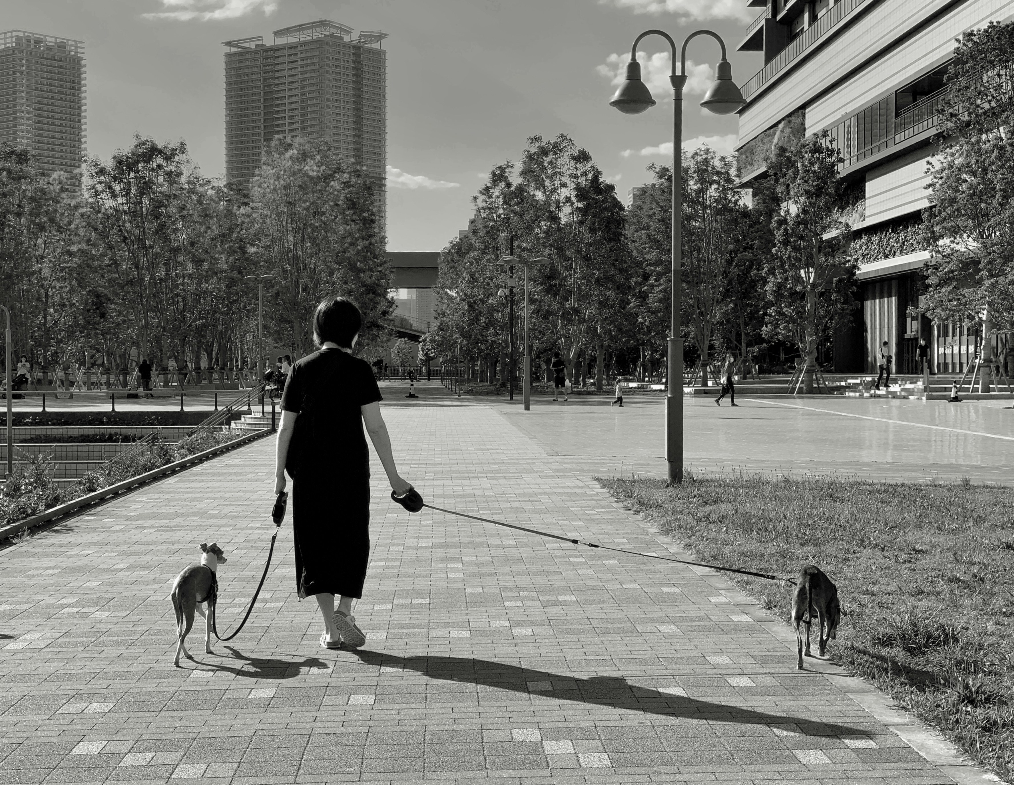 A person walking their dog in a scenic urban park, with city buildings in the background - uptown pet friendly apartments