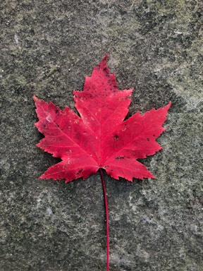 A vibrant red maple leaf rests on a textured, mottled green surface.