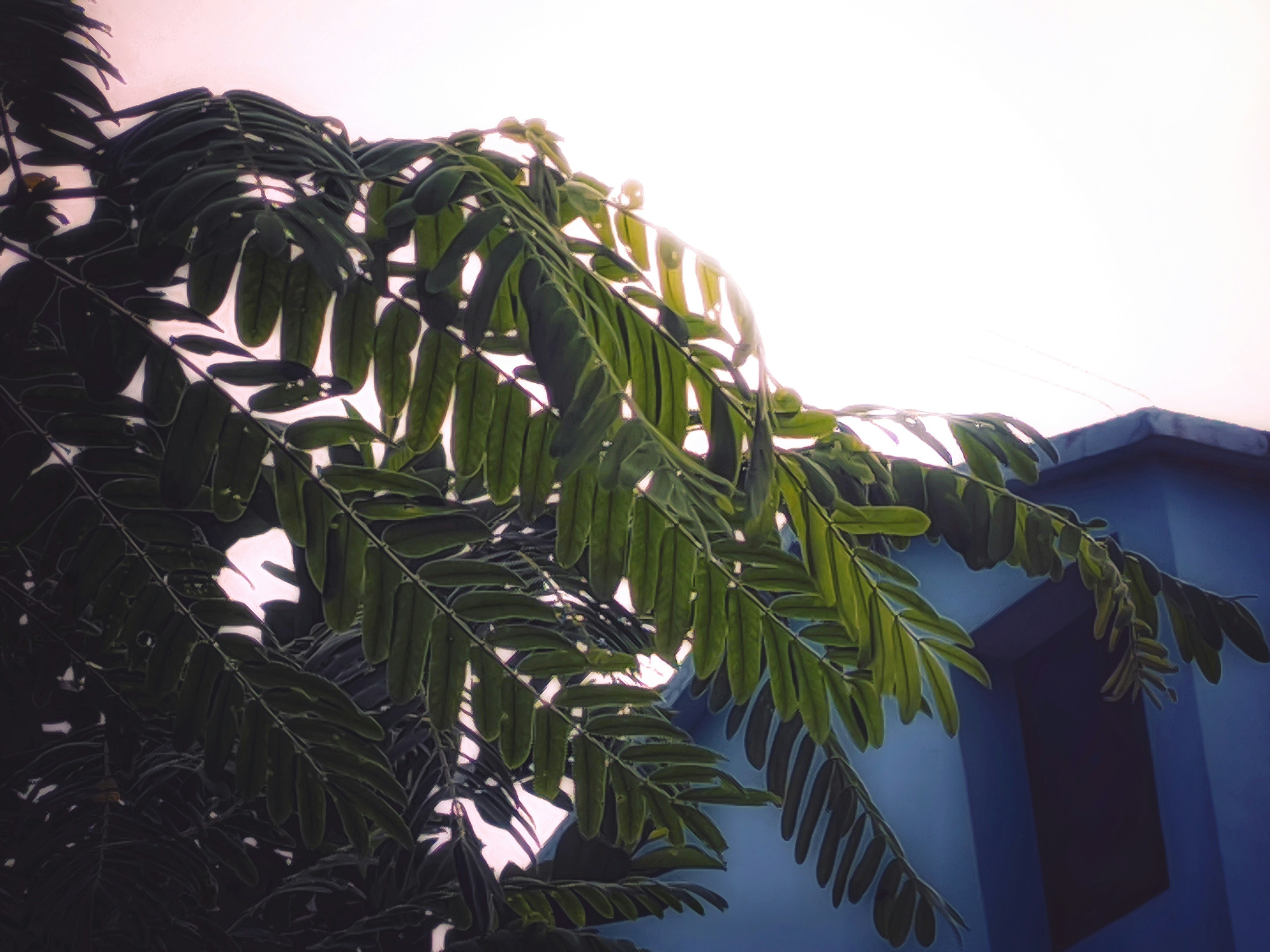 un edificio azul con un árbol frente a él