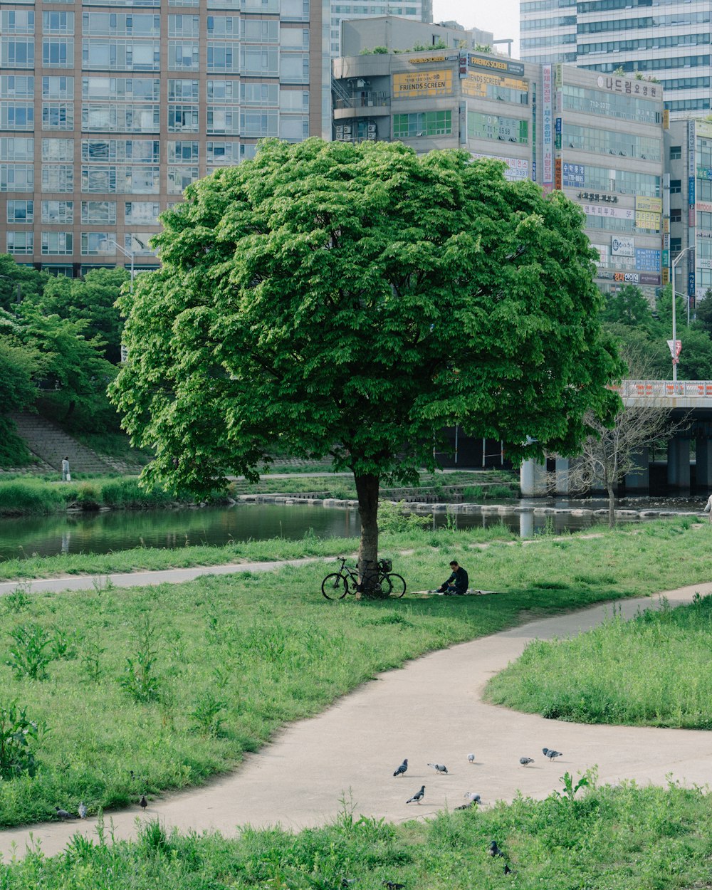 a man sitting under a tree in a park