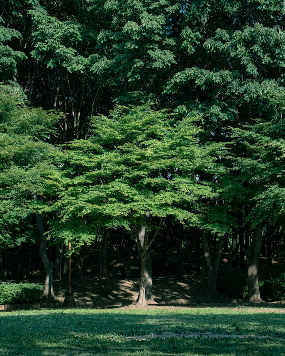 a bench sitting in the middle of a park