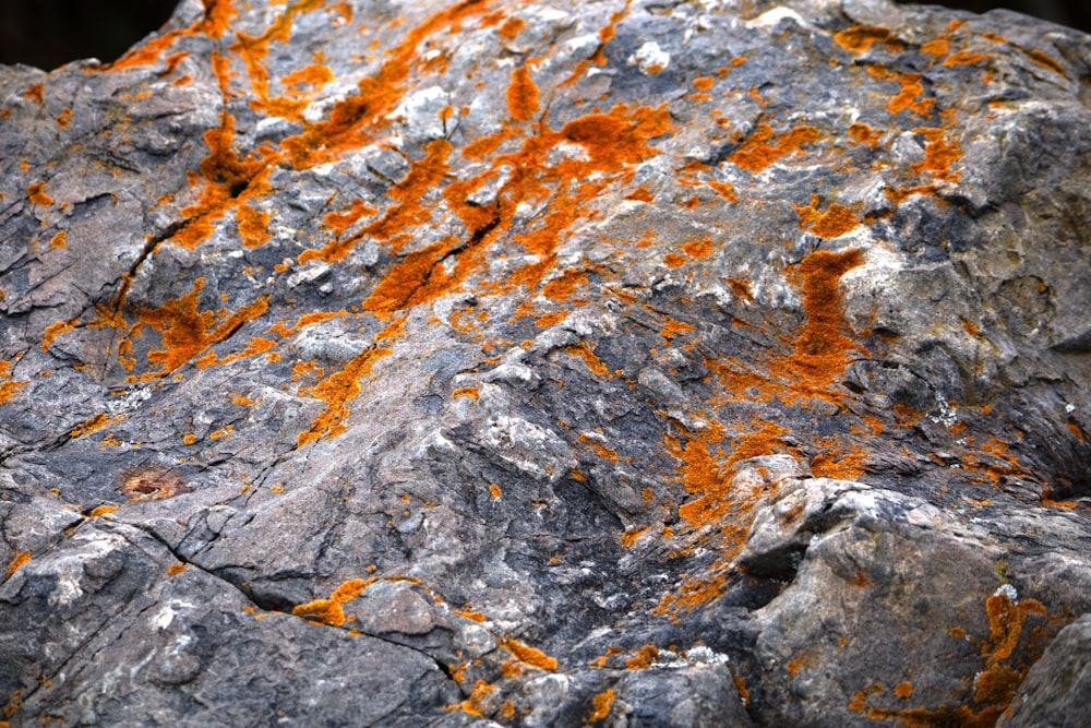 a close up of a rock with orange lichen on it