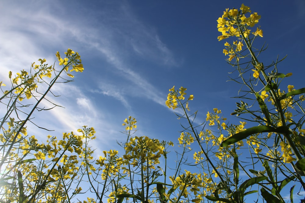 a field of yellow flowers with a blue sky in the background