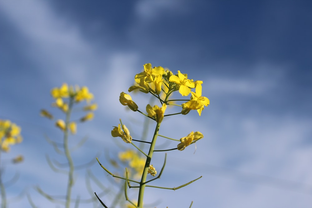 a close up of a yellow flower with a blue sky in the background