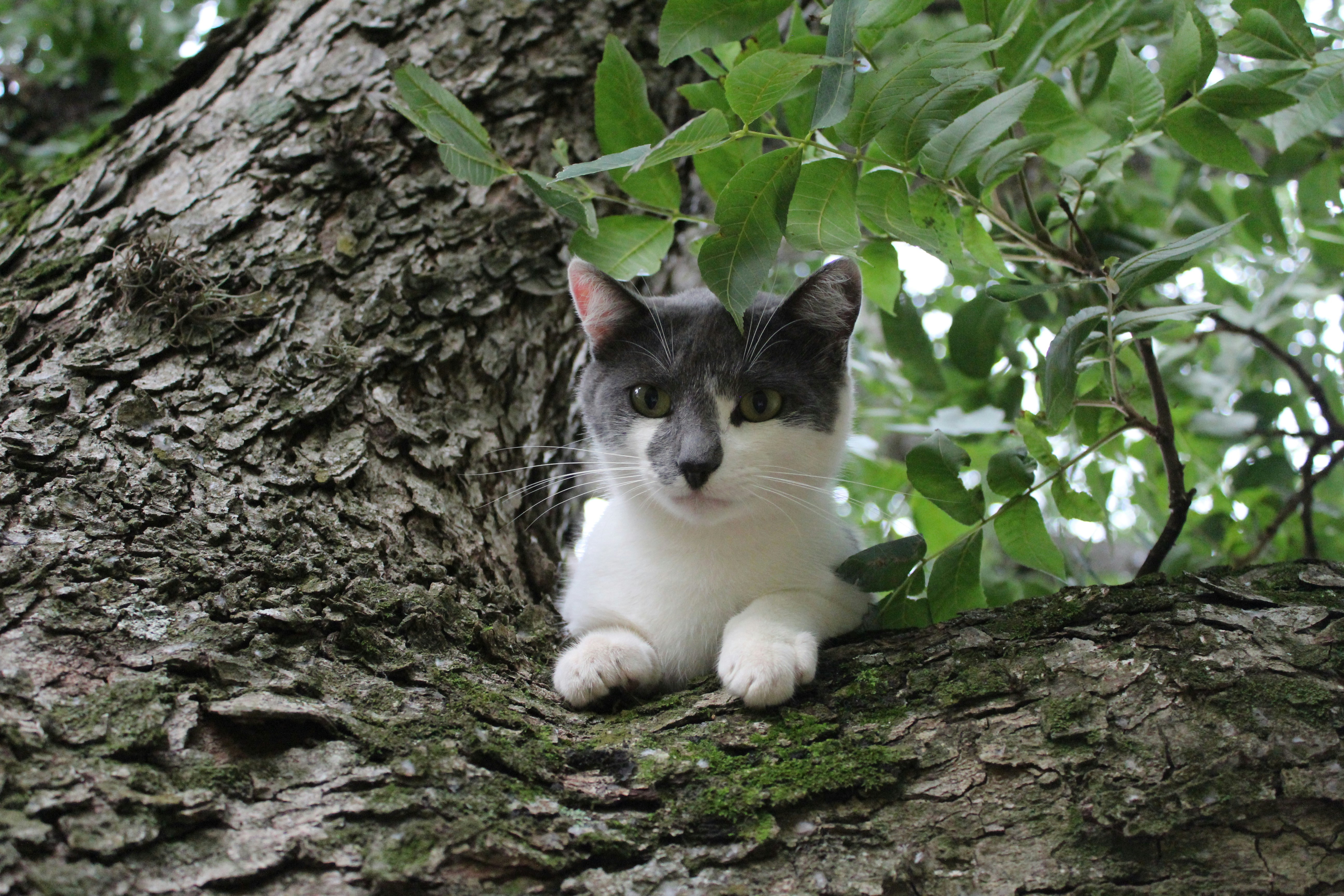 Endangered Beauty (image credits: unsplash)