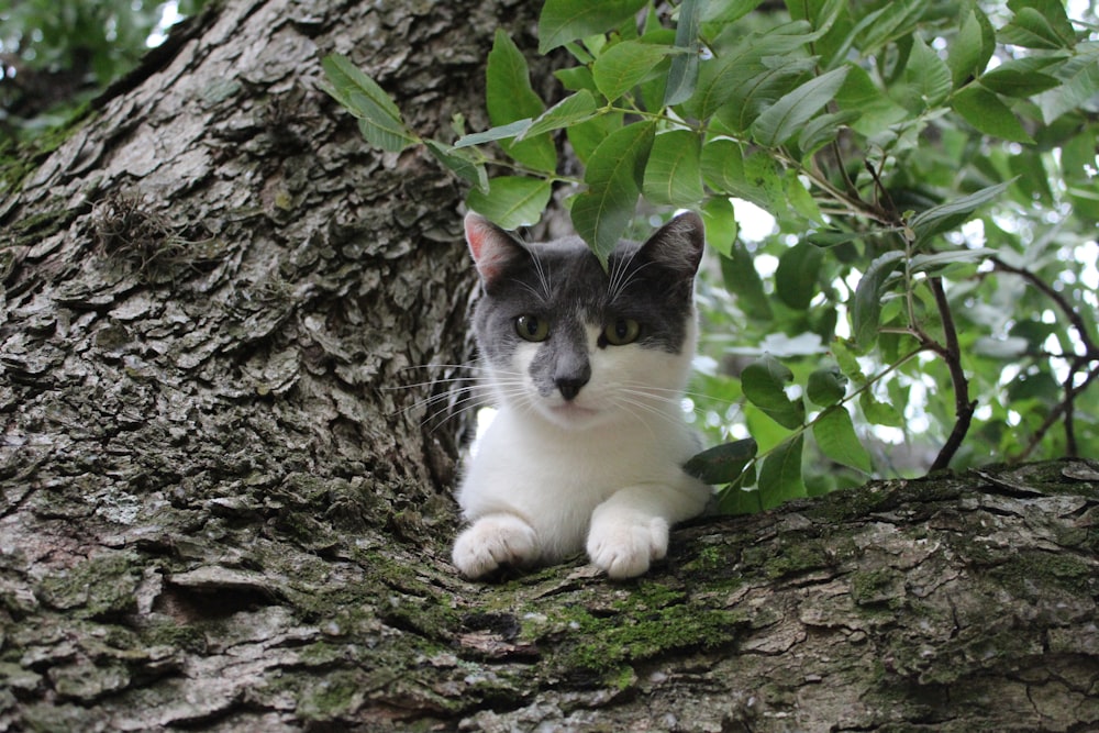 a gray and white cat sitting on a tree branch