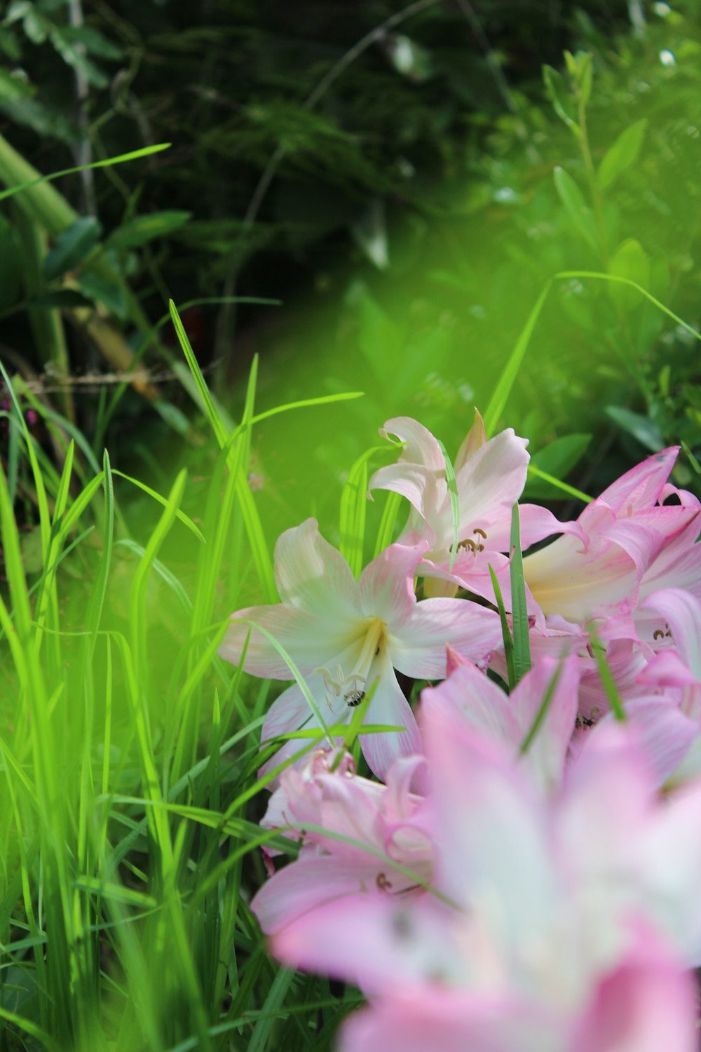 a bunch of pink and white flowers in the grass