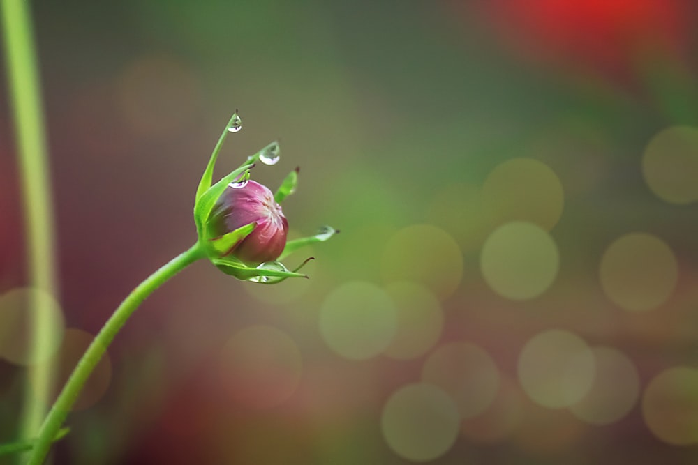 a pink flower with water droplets on it