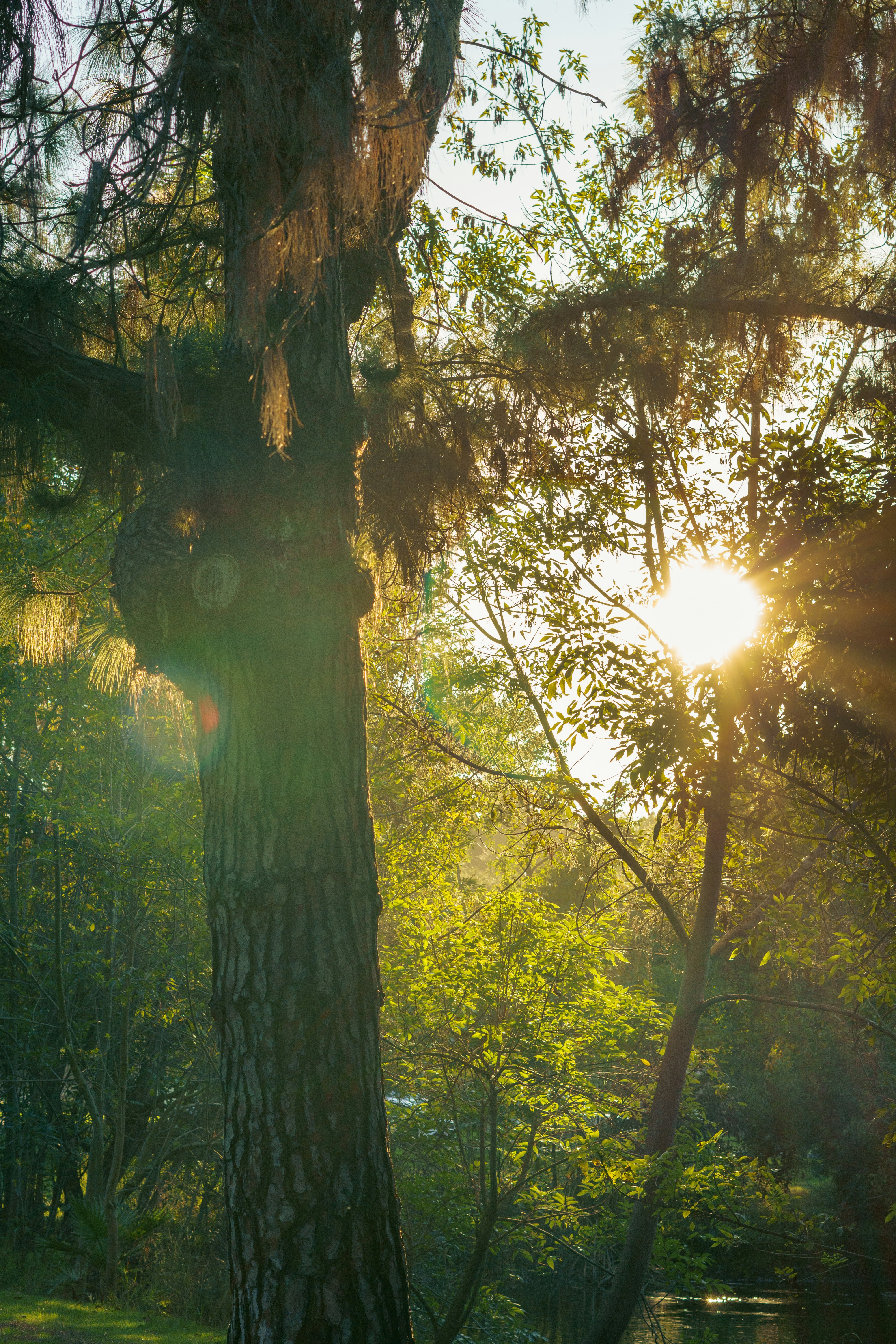 the sun is shining through the trees in the forest