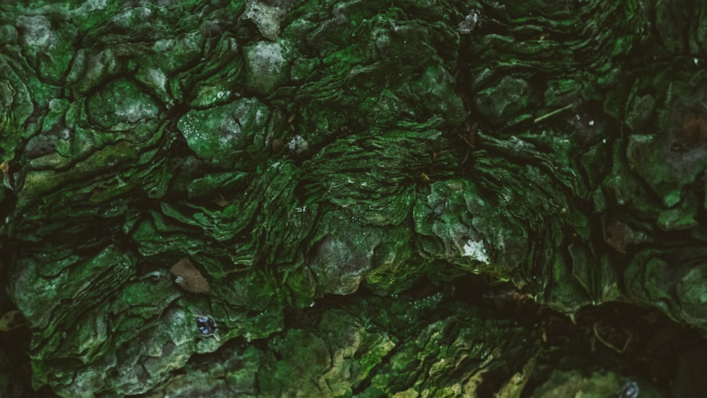 a close up of a rock with green moss growing on it