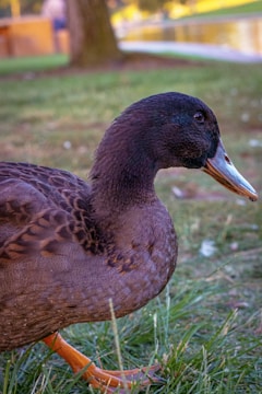 A close-up view of a duck with dark plumage, mainly brown with some subtle patterning. The duck is standing on grass, and its beak is slightly open. In the background, there is a blurred view of a park scene with trees and a body of water.