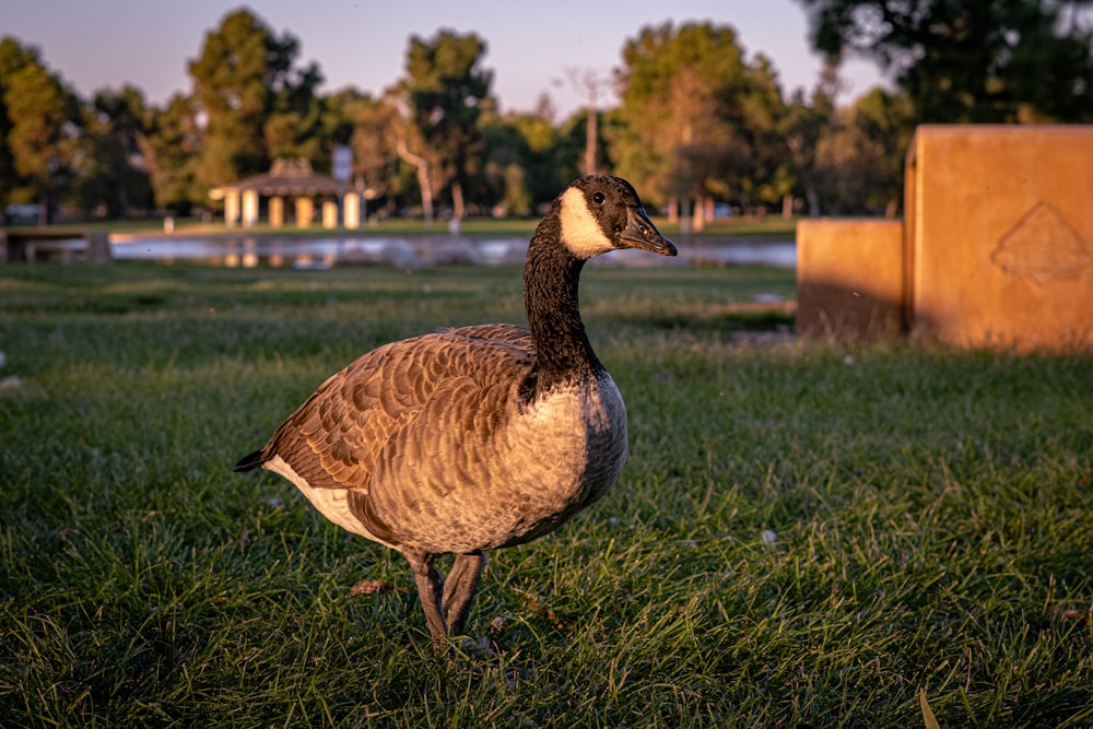 a duck is standing in the grass near a body of water