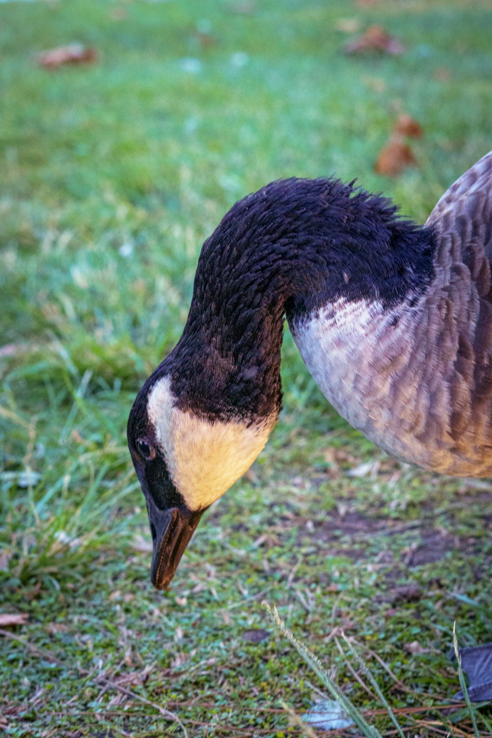 a goose standing on top of a lush green field