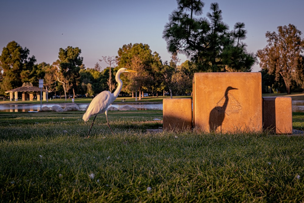 a large bird standing next to a cement block