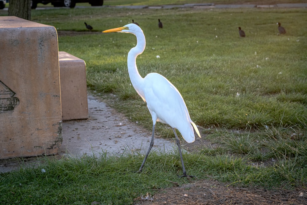 a large white bird standing on top of a lush green field