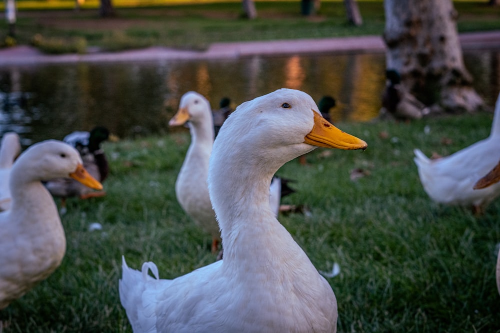 a flock of ducks standing on top of a lush green field