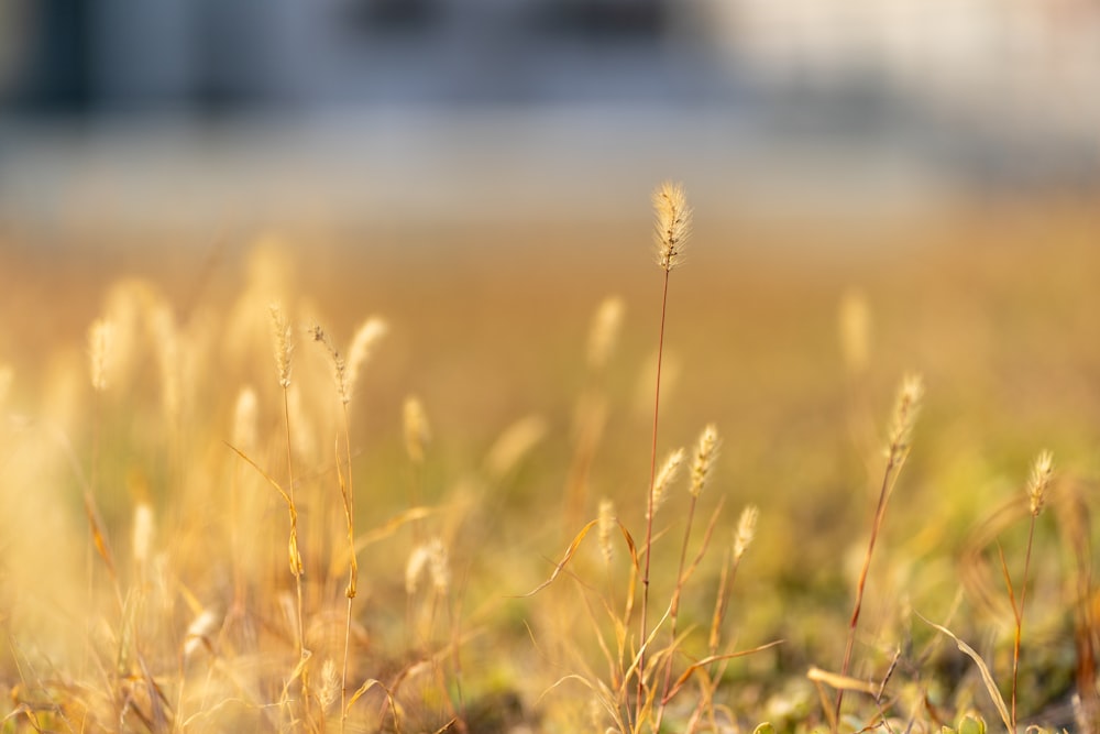 a field of grass with a blurry building in the background