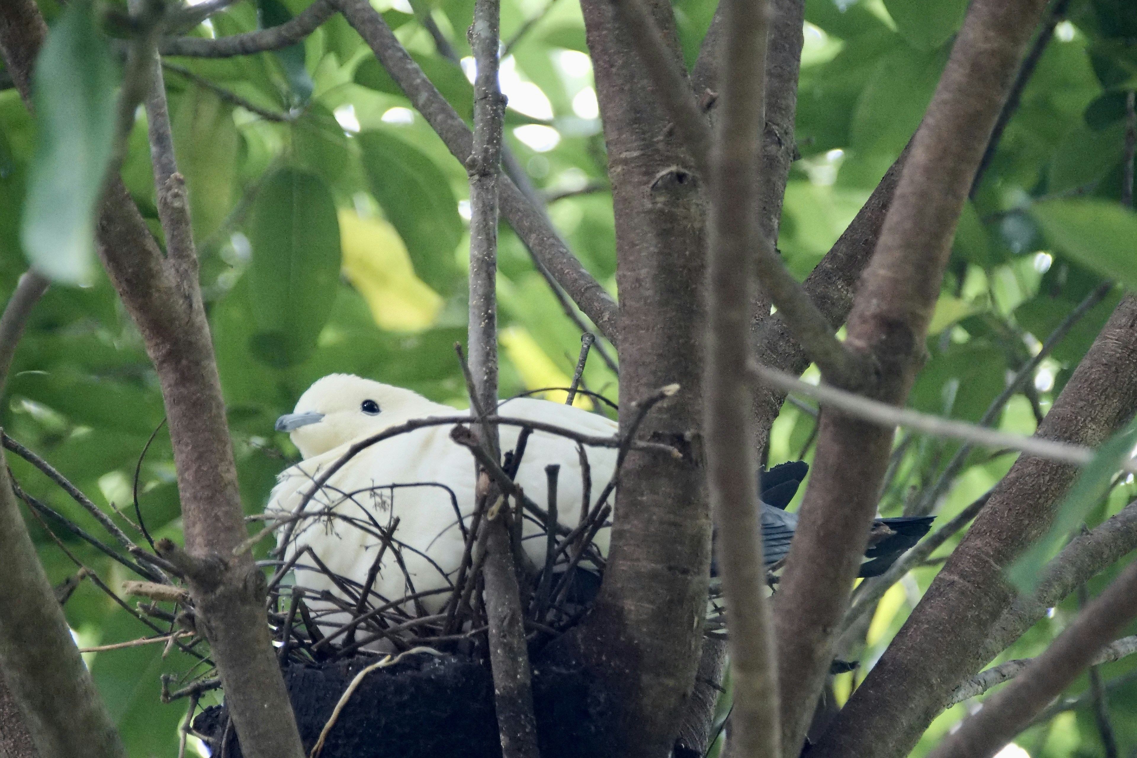 um pássaro está sentado em um ninho em uma árvore