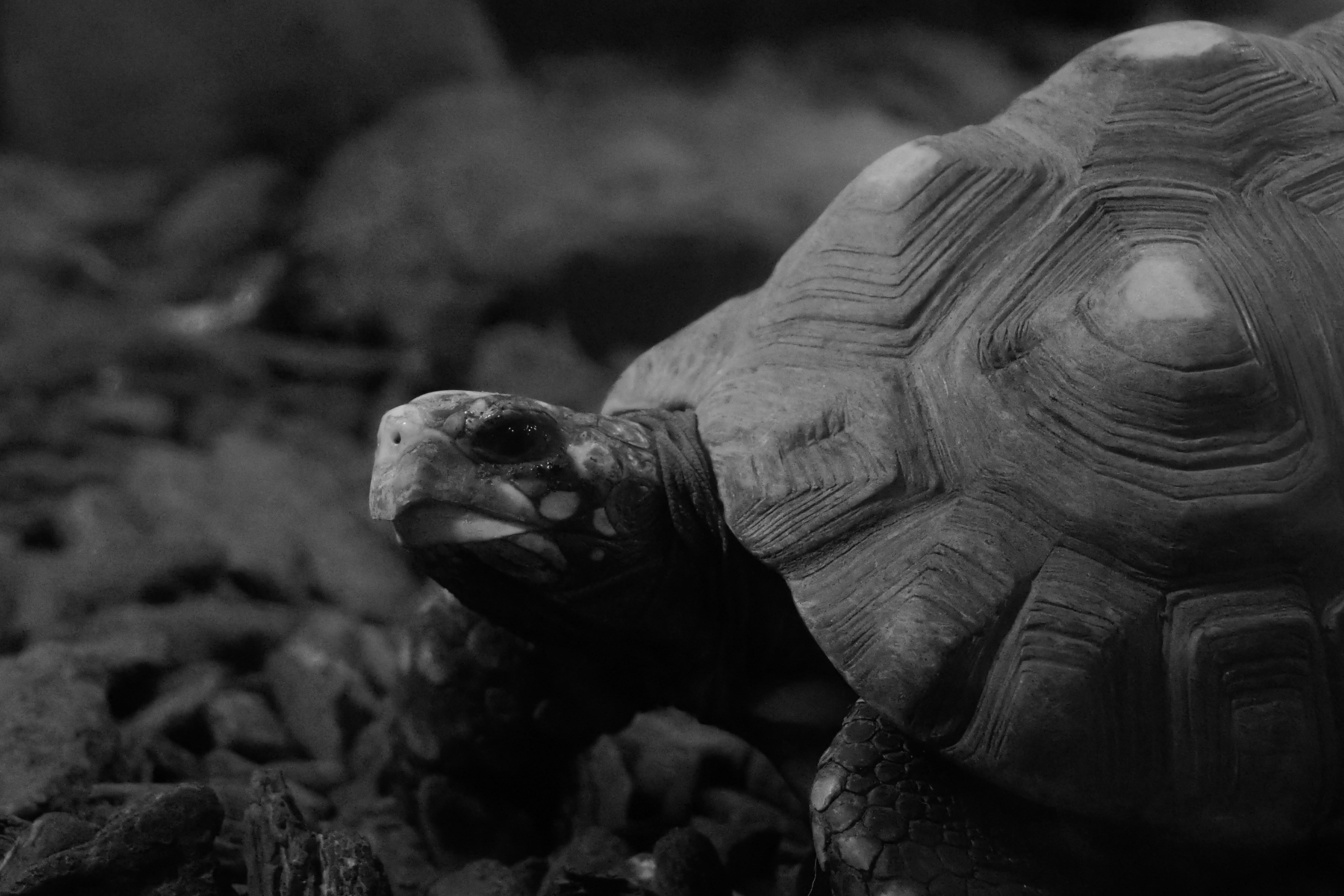 um close up de uma tartaruga no chão