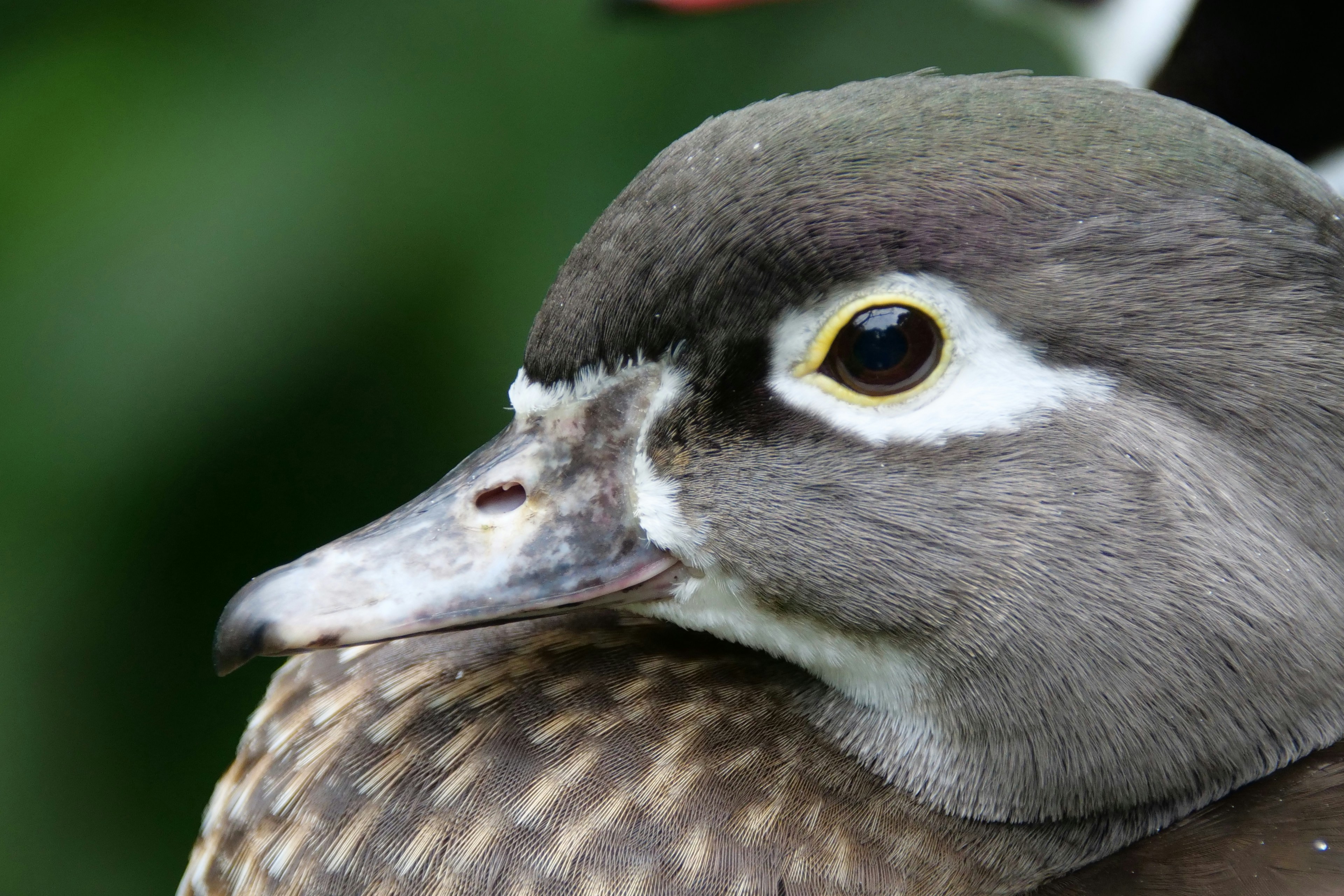 Photo by cocoshalalala