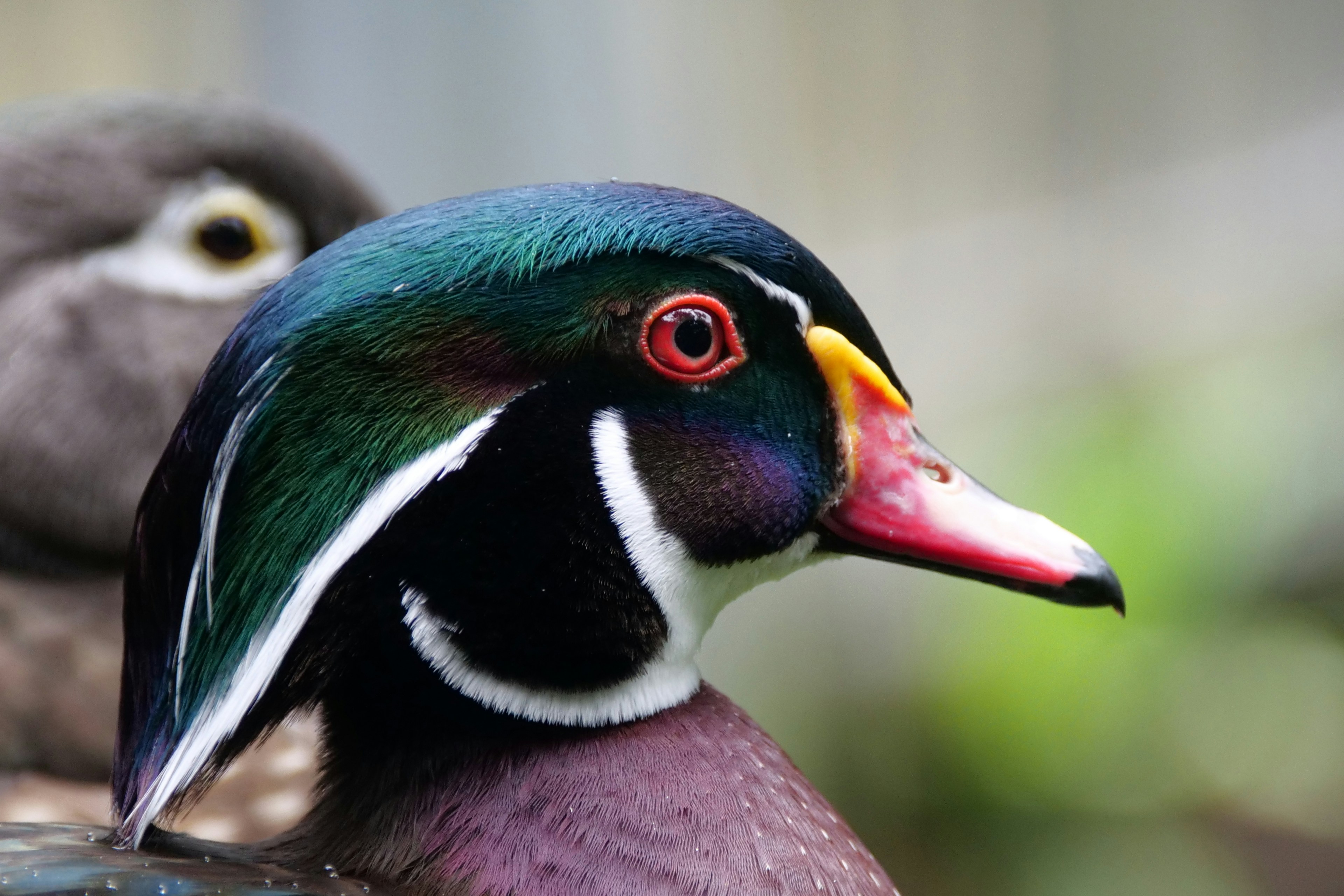 um close up de um pato com outro pato ao fundo