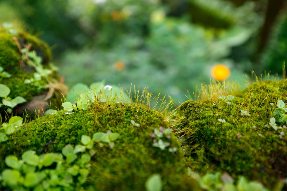 a close up of moss growing on the ground