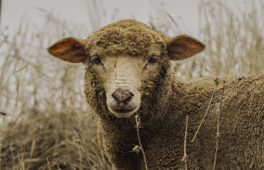 Eine Nahaufnahme eines Schafes, das in die Kamera schaut