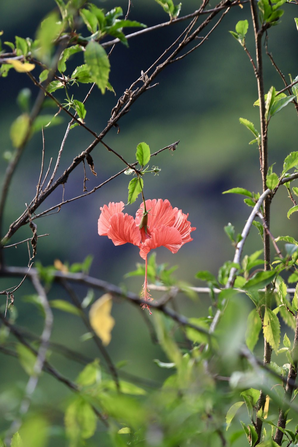 a pink flower is growing on a tree branch